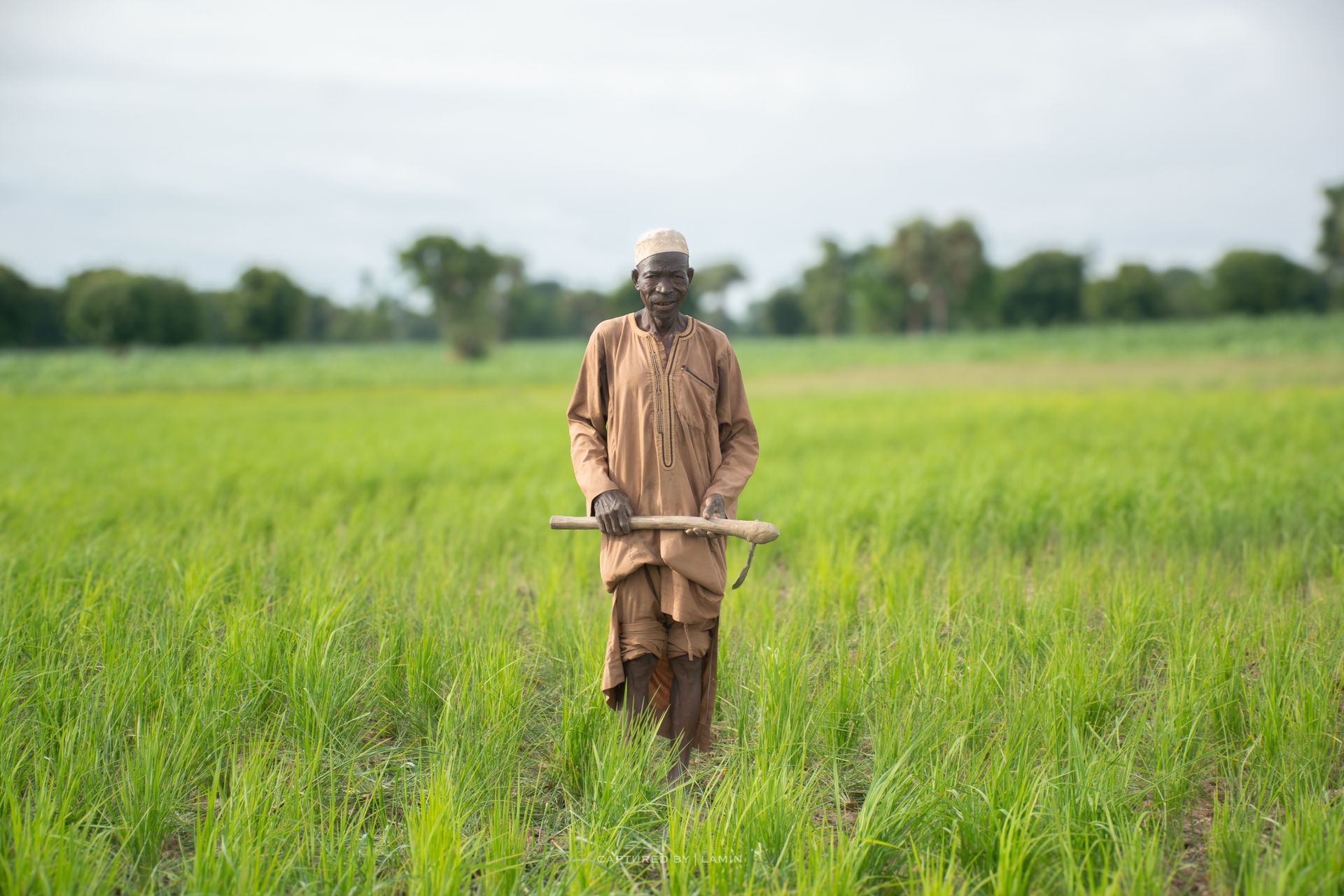 A farmer standing in a green rice field in northern Nigeria