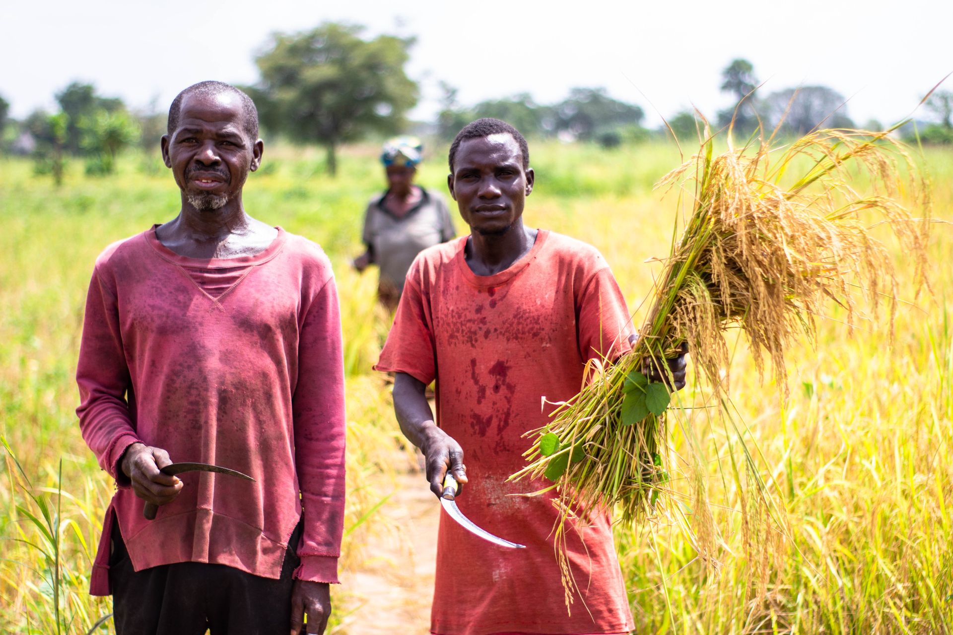 Farmers harvesting wheat in a field near Makurdi, Nigeria